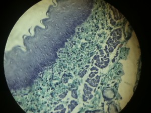Loose Connective Tissue