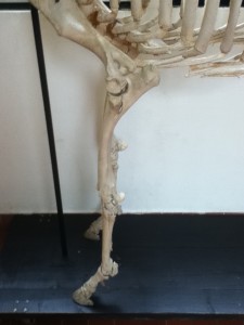 horse thoracic limb skeleton