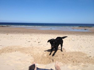27-7-12-Zoe-Sills-@Zeozebra-Lexi-puppyeyes-digging-on-beach Pet of the day Lexi thanks to Zoe Sills