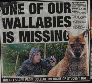 Wallaby escapes gloucestershire hartpury college student ball Wallaby escapes gloucestershire hartpury college student ball
