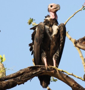 Extinction of the Vulture a Human Problem Extinction of the Vulture a Human Problem
