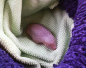 newborn-hoglet-east-sussex-WRAS-1 Newborn Hoglet at East Sussex WRAS