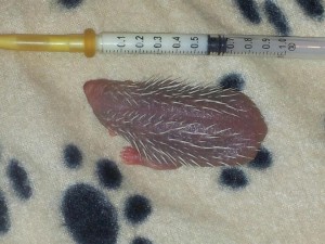 newborn-hoglet-east-sussex-WRAS-2-spines Few hour old hedgehog (hoglet) with spines erupting