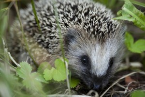 wild-hedgehog-mats-eriksson Wild Hedgehog credit Mats Eriksson