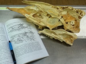 Anatomy practical learning the skull