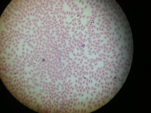 Avian Blood Smear with erythrocytes
