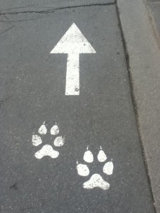 Paw Prints