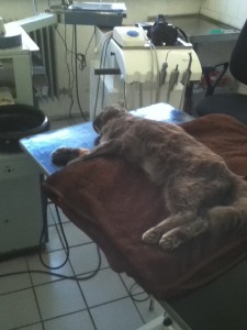 Cat dental examination anaesthetised veterinary surgical unit