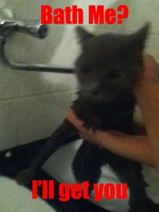 Cat being washed = I'll get you Cat being washed = I'll get you