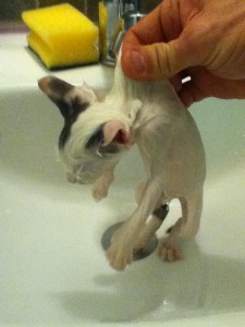 Giving a stray kitten a bath to wash the dirt of her