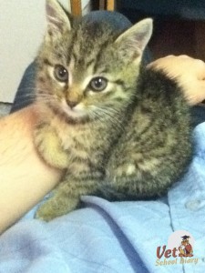 Very cute stray kitten