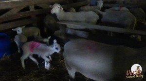 Lambs